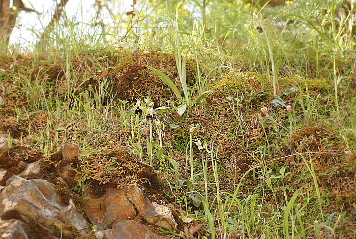 Ophrys chestermannii, Domusnovas.