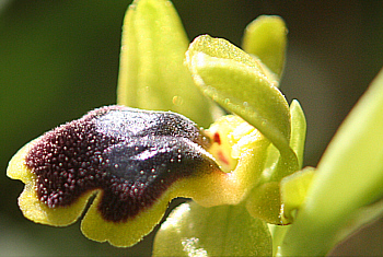 Ophrys cinereophila, Laerma.