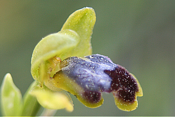 Ophrys cinereophila, Apollona.