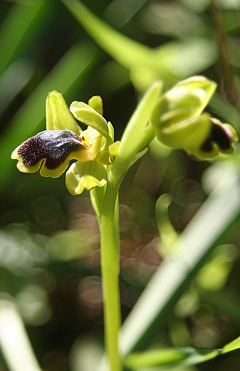 Ophrys cinereophila, Laerma.