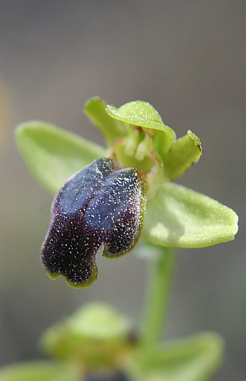 Ophrys cinereophila, Apollona.