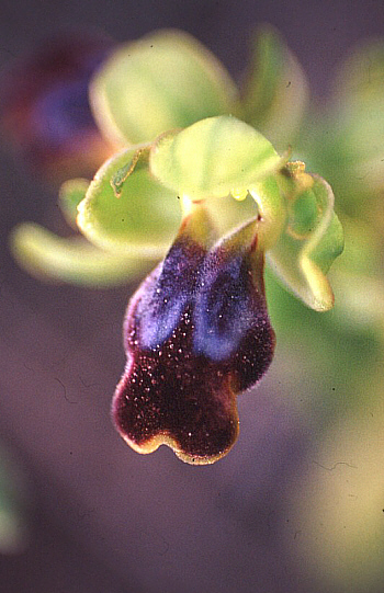 Ophrys cinereophila, Akrotiri.