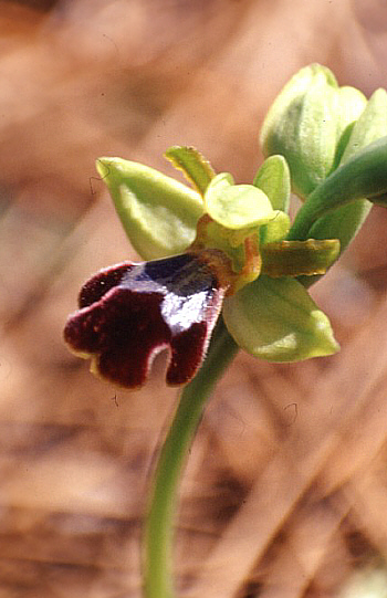 Ophrys cinereophila, Gerasa.