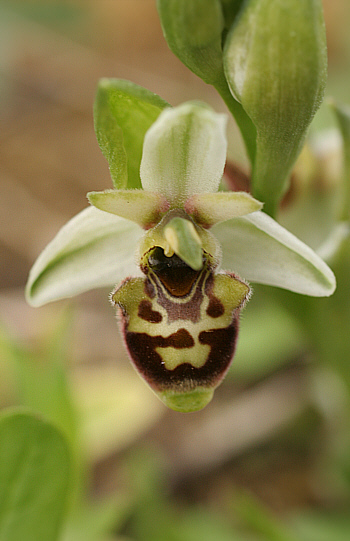 Ophrys conradiae, Ittiri.
