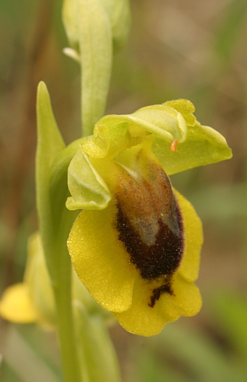 Ophrys corsica, Ittiri.