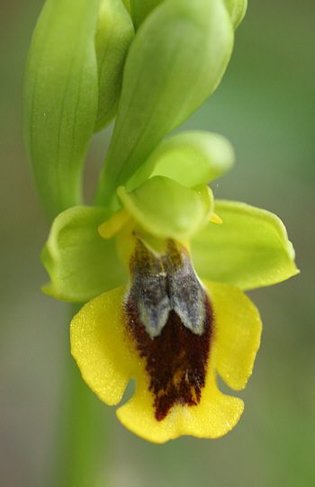 Ophrys corsica, Ortuabis.