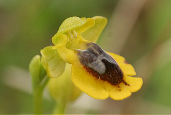 Ophrys corsica, Ittiri.