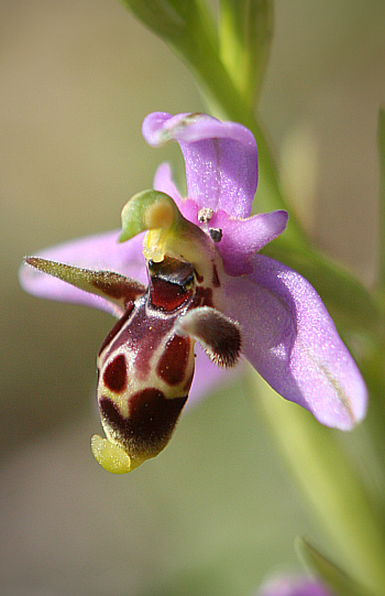 Ophrys cornutula, Kattavia.