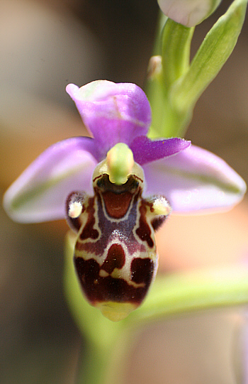 Ophrys cornutula, Kattavia.