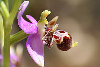 Ophrys cornutula, Kattavia.