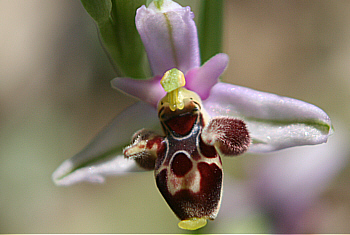 Ophrys cornutula, Kattavia.