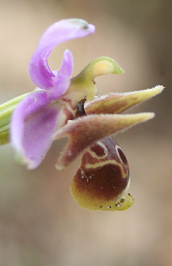 Ophrys cornutula, Kattavia.