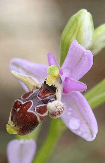 Ophrys cornutula, Kattavia.