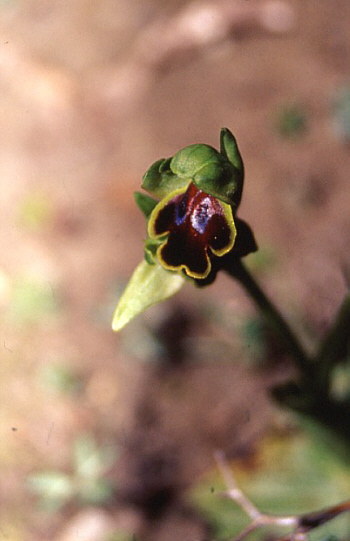 Ophrys creticola, Spili.