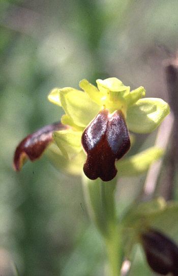Ophrys creberrima, Spili.