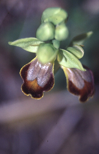 Ophrys creberrima, Spili.