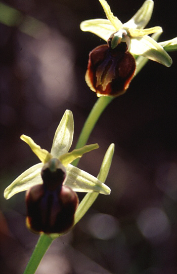 Ophrys cretensis, Spili.