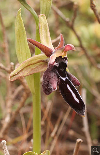 Ophrys cretica, Kremasti.