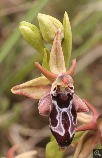 Ophrys cretica, Kremasti.