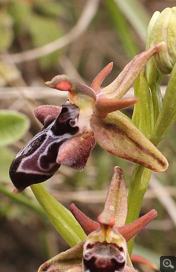 Ophrys cretica, Kremasti.