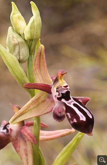 Ophrys cretica, Kremasti.