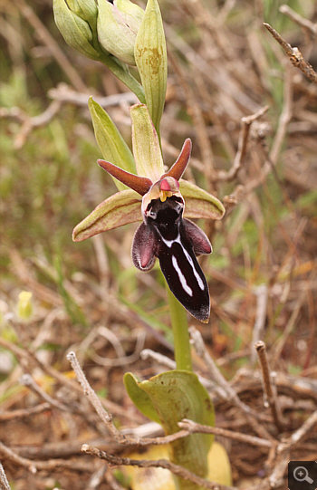 Ophrys cretica, Kremasti.