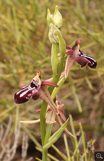 Ophrys cretica, Kremasti.