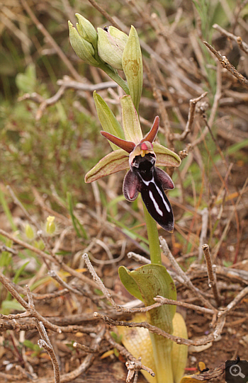 Ophrys cretica, Kremasti.