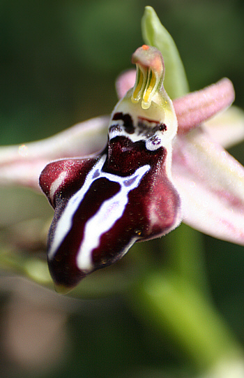 Ophrys cretica ssp. beloniae, Kattavia.