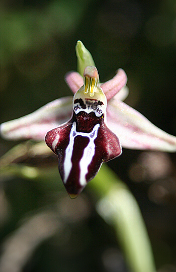 Ophrys cretica ssp. beloniae, Kattavia.