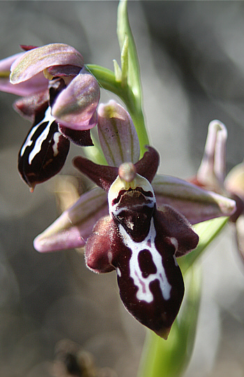 Ophrys cretica ssp. beloniae, Kattavia.