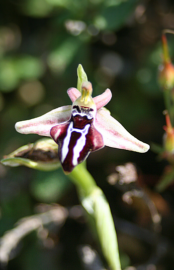 Ophrys cretica ssp. beloniae, Kattavia.