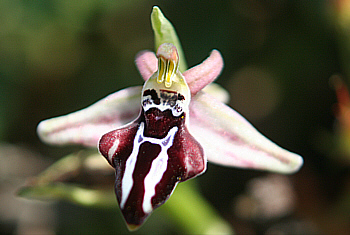 Ophrys cretica ssp. beloniae, Kattavia.