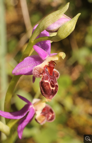 Ophrys delphinensis, Kalavryta.