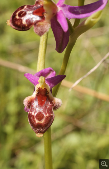 Ophrys delphinensis, Kalavryta.