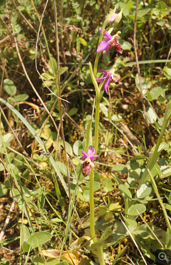 Ophrys delphinensis, Kalavryta.