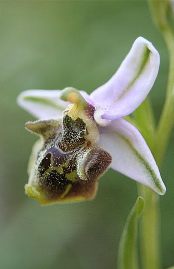 Ophrys dodekanensis, Profitis Ilias.