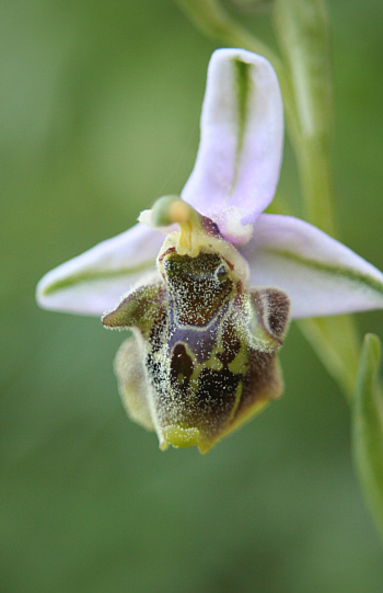 Ophrys dodekanensis, Profitis Ilias.