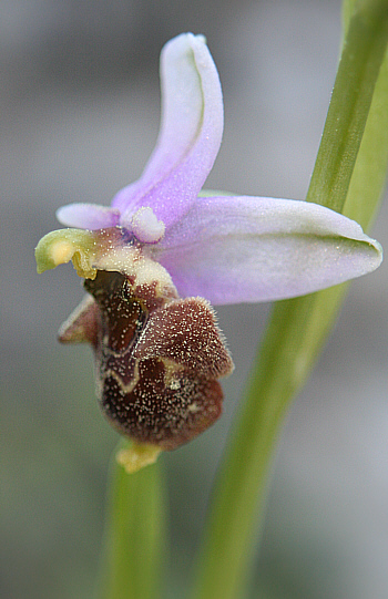 Ophrys dodekanensis, Profitis Ilias.