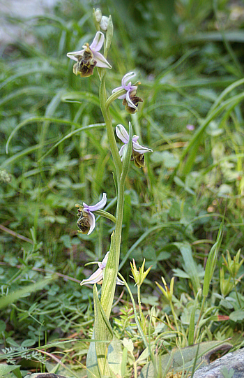 Ophrys dodekanensis, Profitis Ilias.