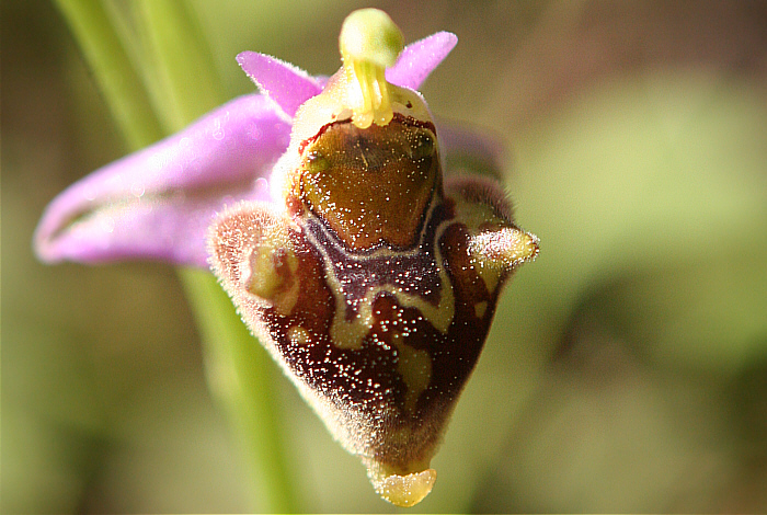 Ophrys dodekanensis, Profitis Ilias.