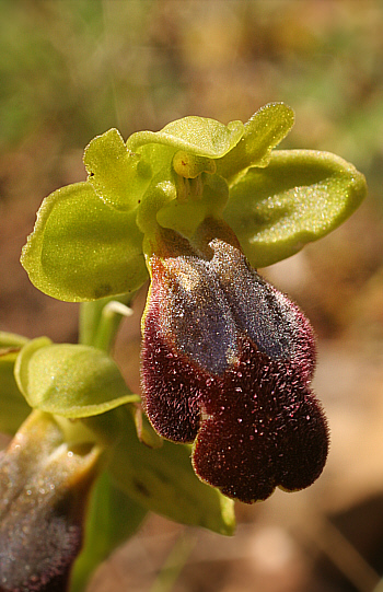 Ophrys eleonorae, Ussassai.