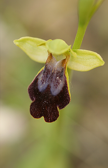 Ophrys eleonorae, Ussassai.