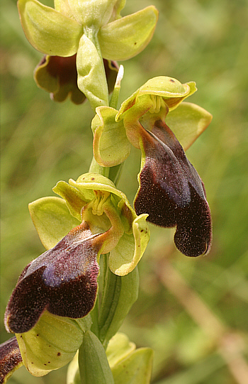 Ophrys eleonorae, Ispignoli.