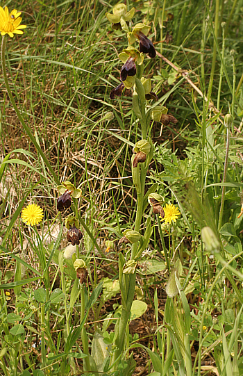 Ophrys eleonorae, Ispignoli.