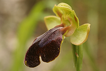 Ophrys eleonorae, Ispignoli.