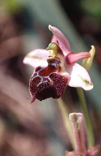 Ophrys elegans, Neo Chorio.