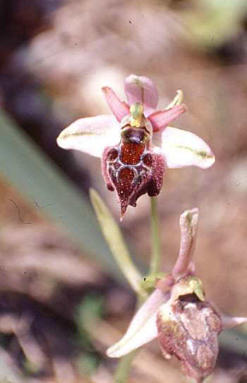 Ophrys elegans, Neo Chorio.