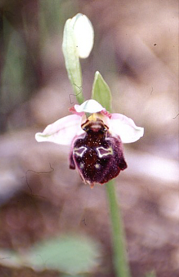 Ophrys elegans, Neo Chorio.