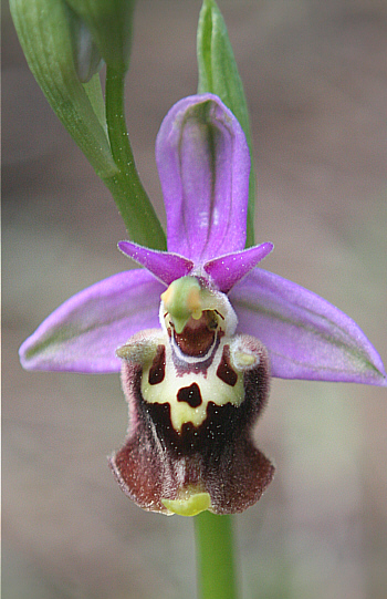 Ophrys episcopalis, Laerma.